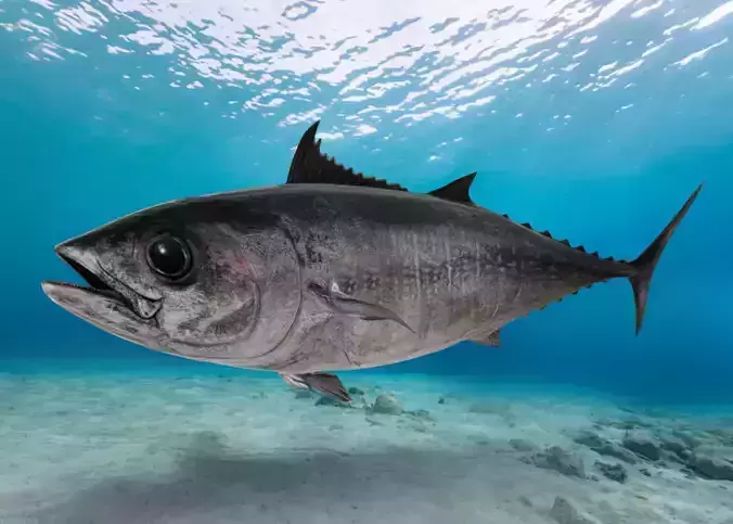 Pacific Bluefin Tuna Animated 3D model