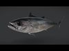 Pacific Pacific Tuna Animated 3D model_1
