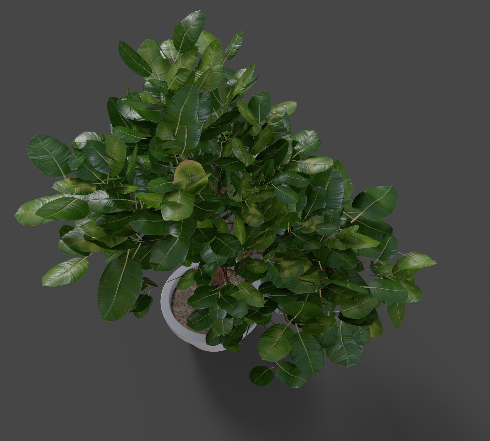 Small Plant Game Ready Low-poly 3D model Low-poly 3D model_6