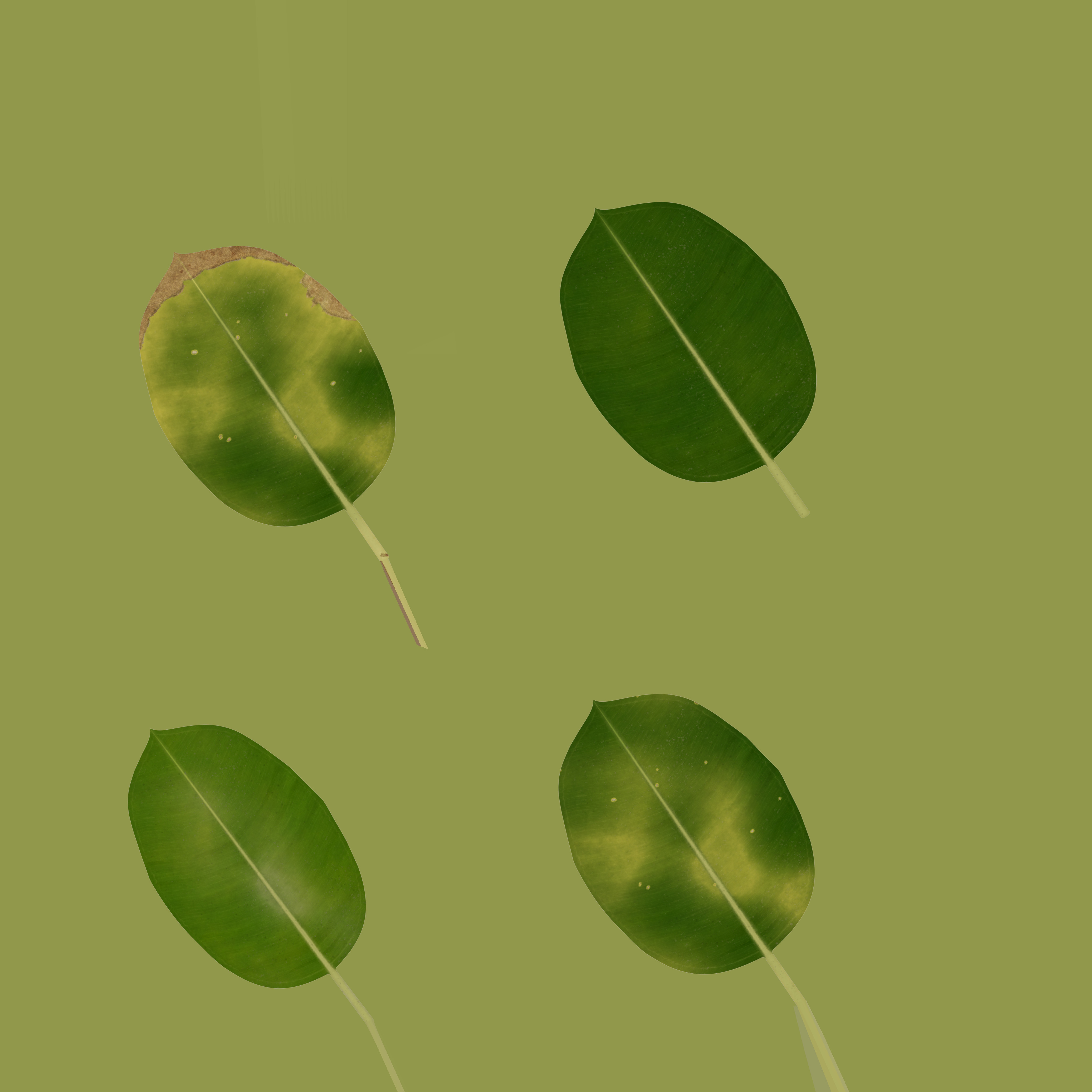 Small Plant Game Ready Low-poly 3D model Low-poly 3D model_12