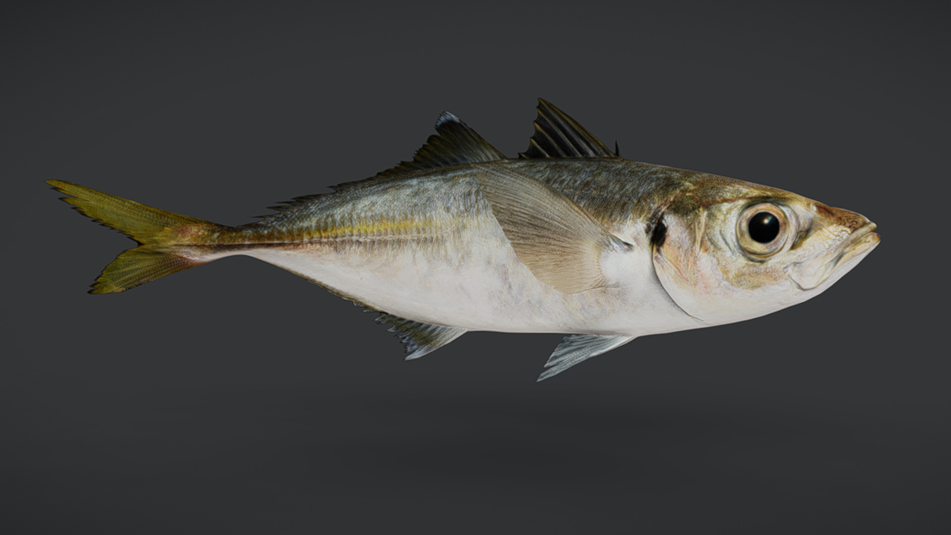 Jack Mackerel Animated 3D model_11