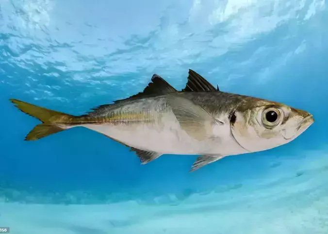 Jack Mackerel Animated