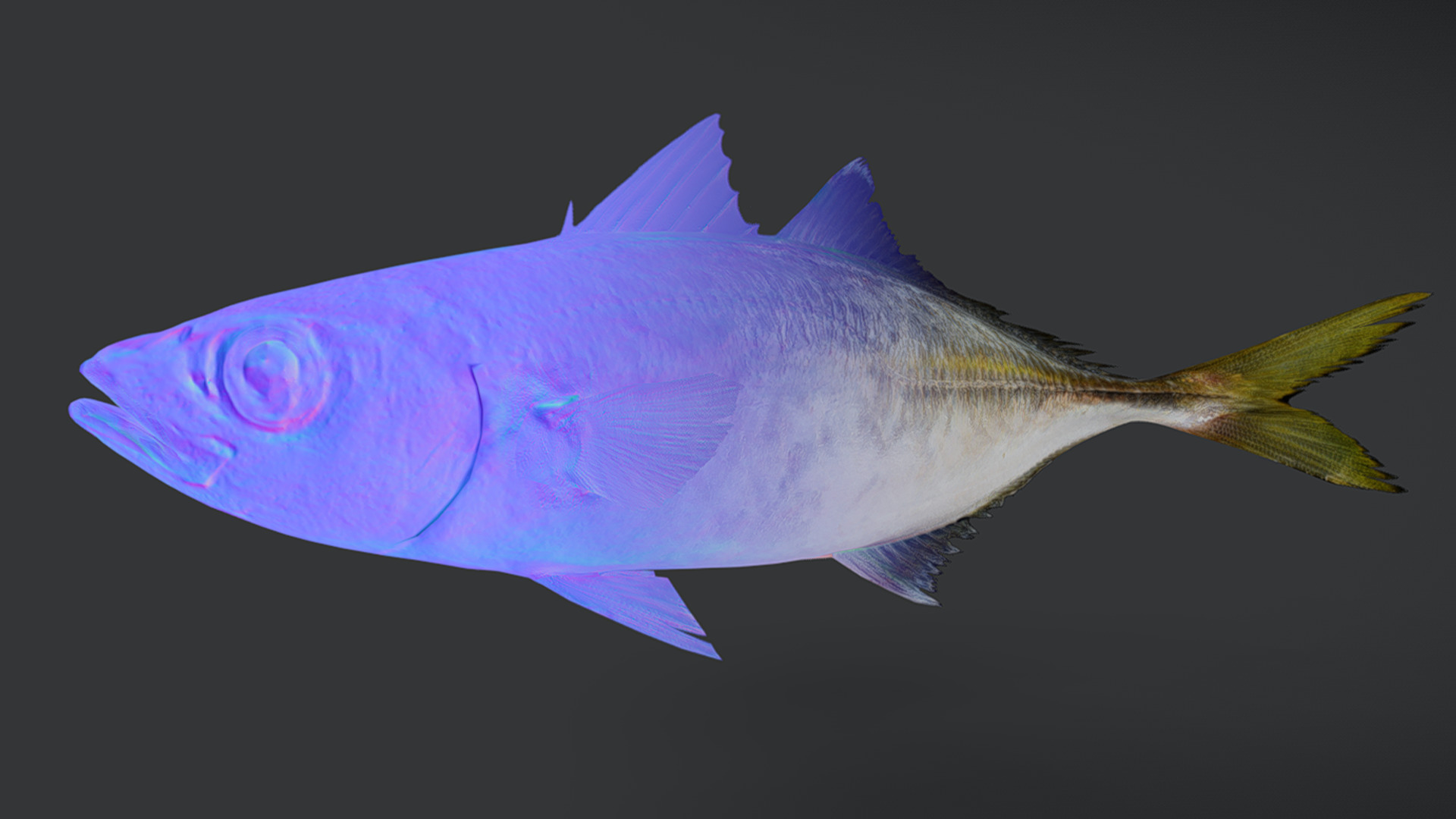 Jack Mackerel Animated 3D model_7