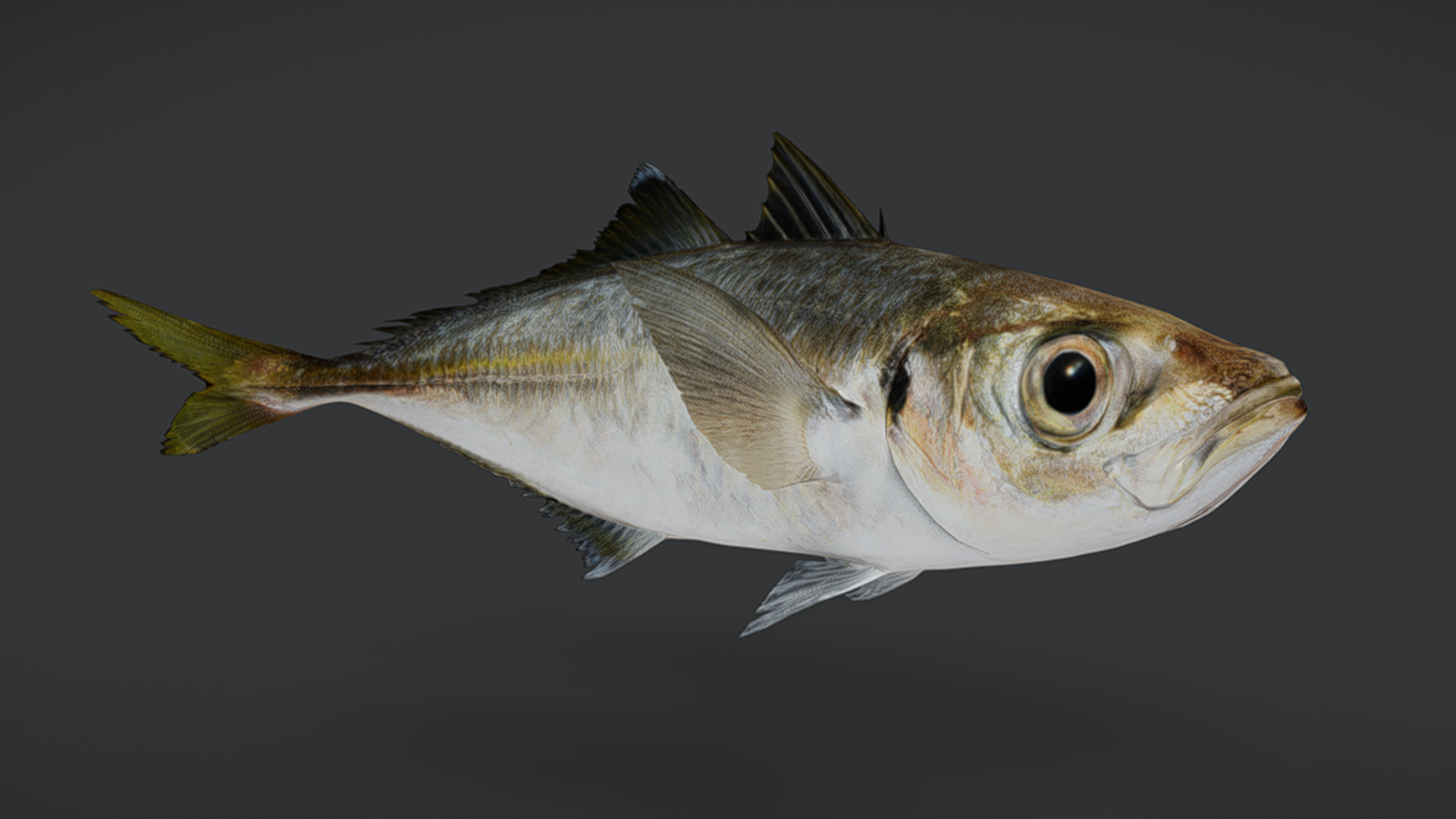 Jack Mackerel Animated 3D model_10