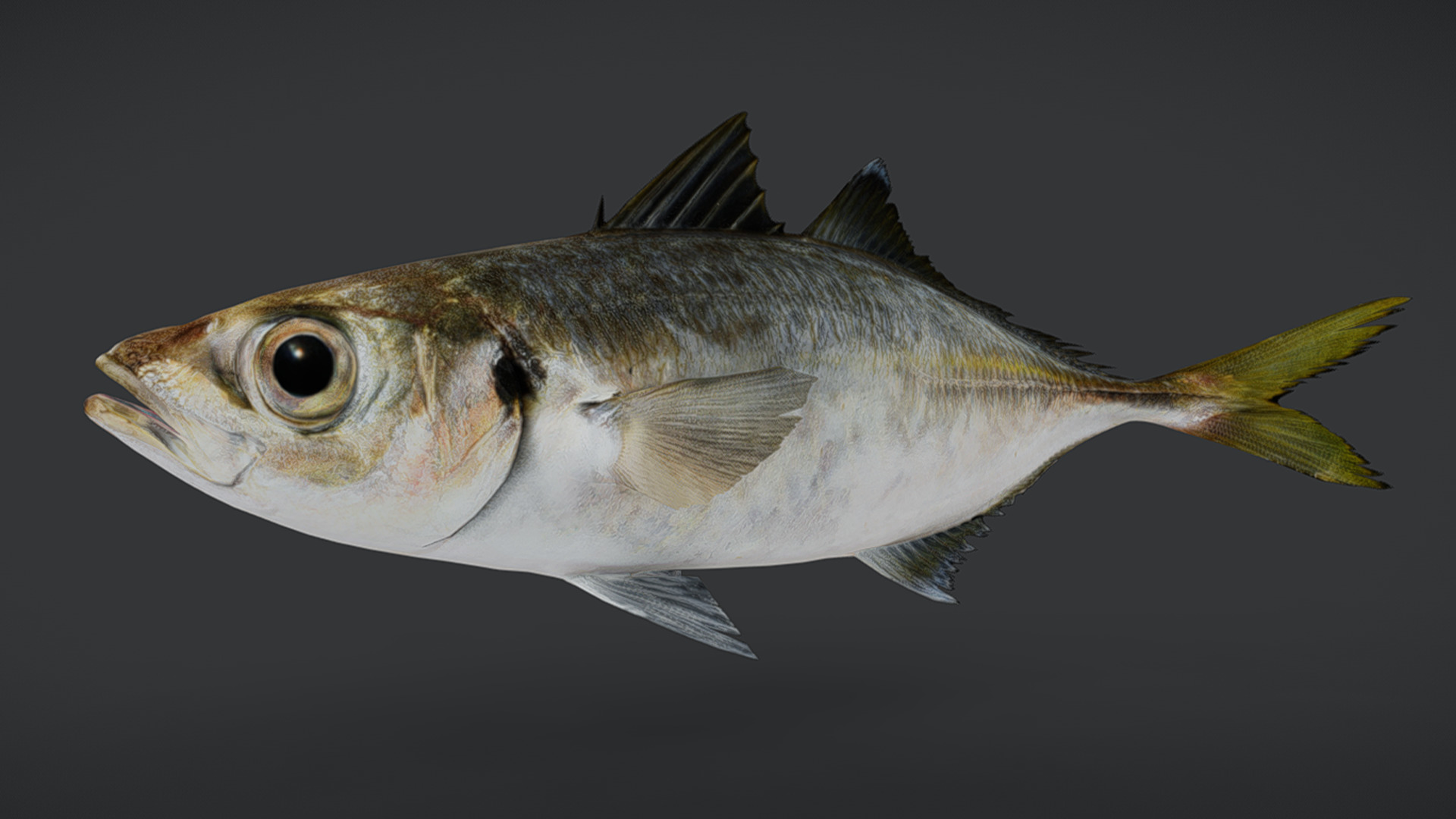 Jack Mackerel Animated 3D model_8