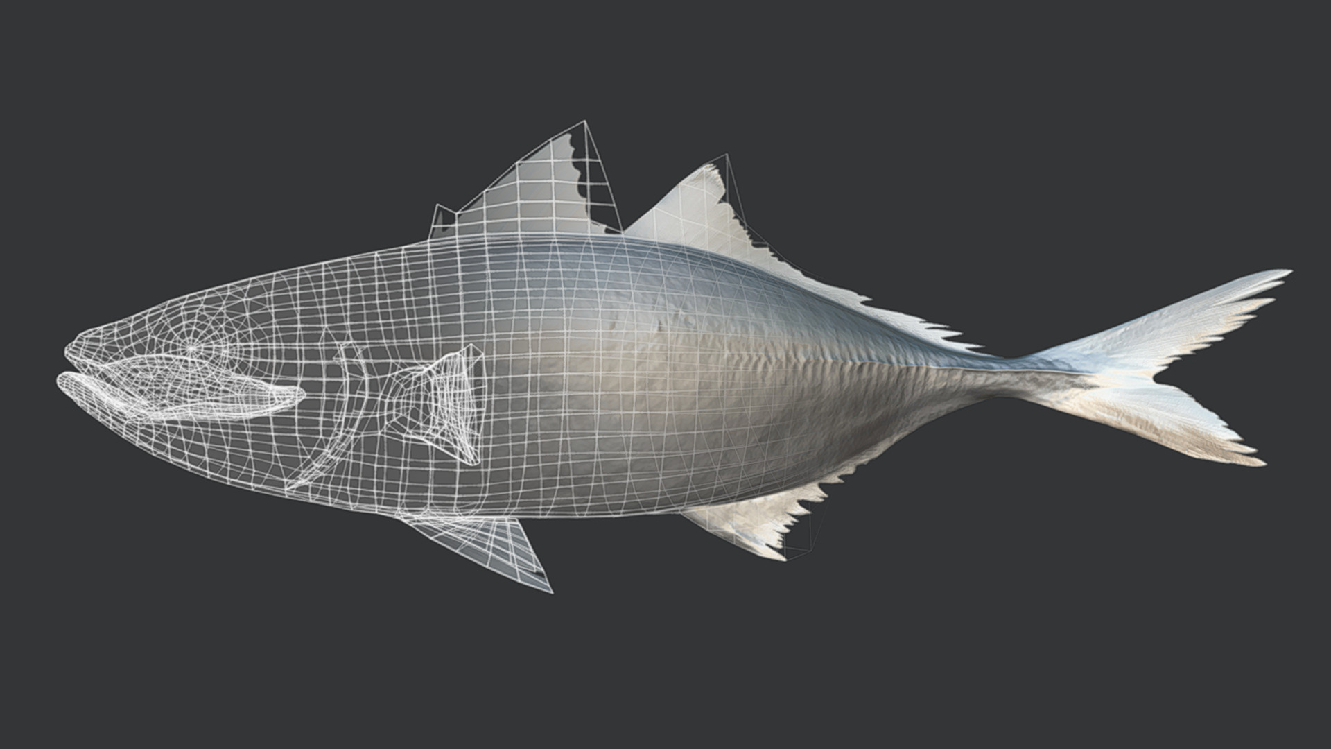 Jack Mackerel Animated 3D model_6