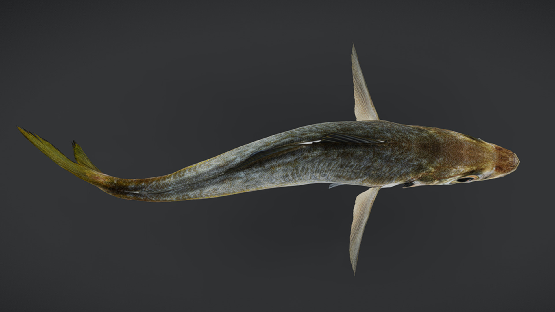 Jack Mackerel Animated 3D model_4