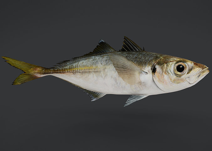 Jack Mackerel Animated 3D model