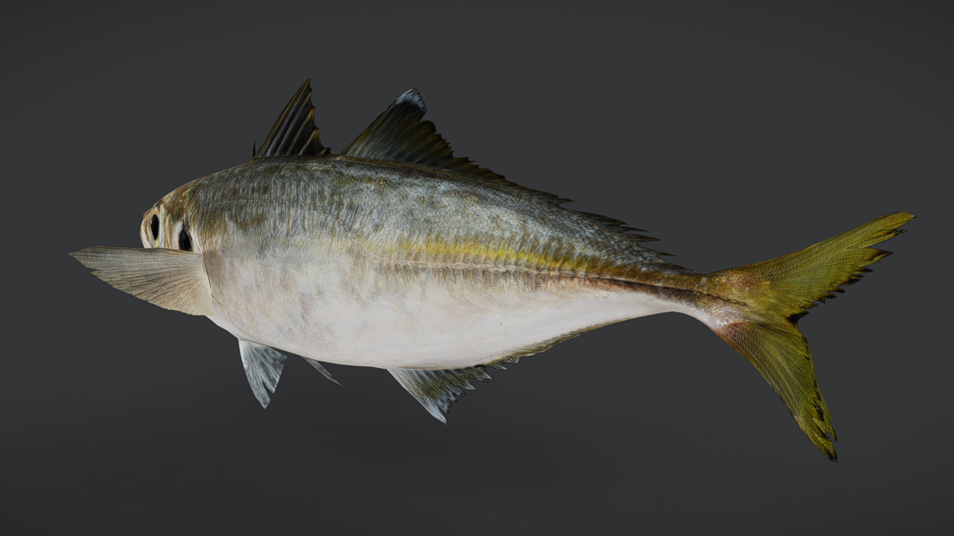 Jack Mackerel Animated 3D model_9