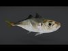Jack Mackerel Animated 3D model_1