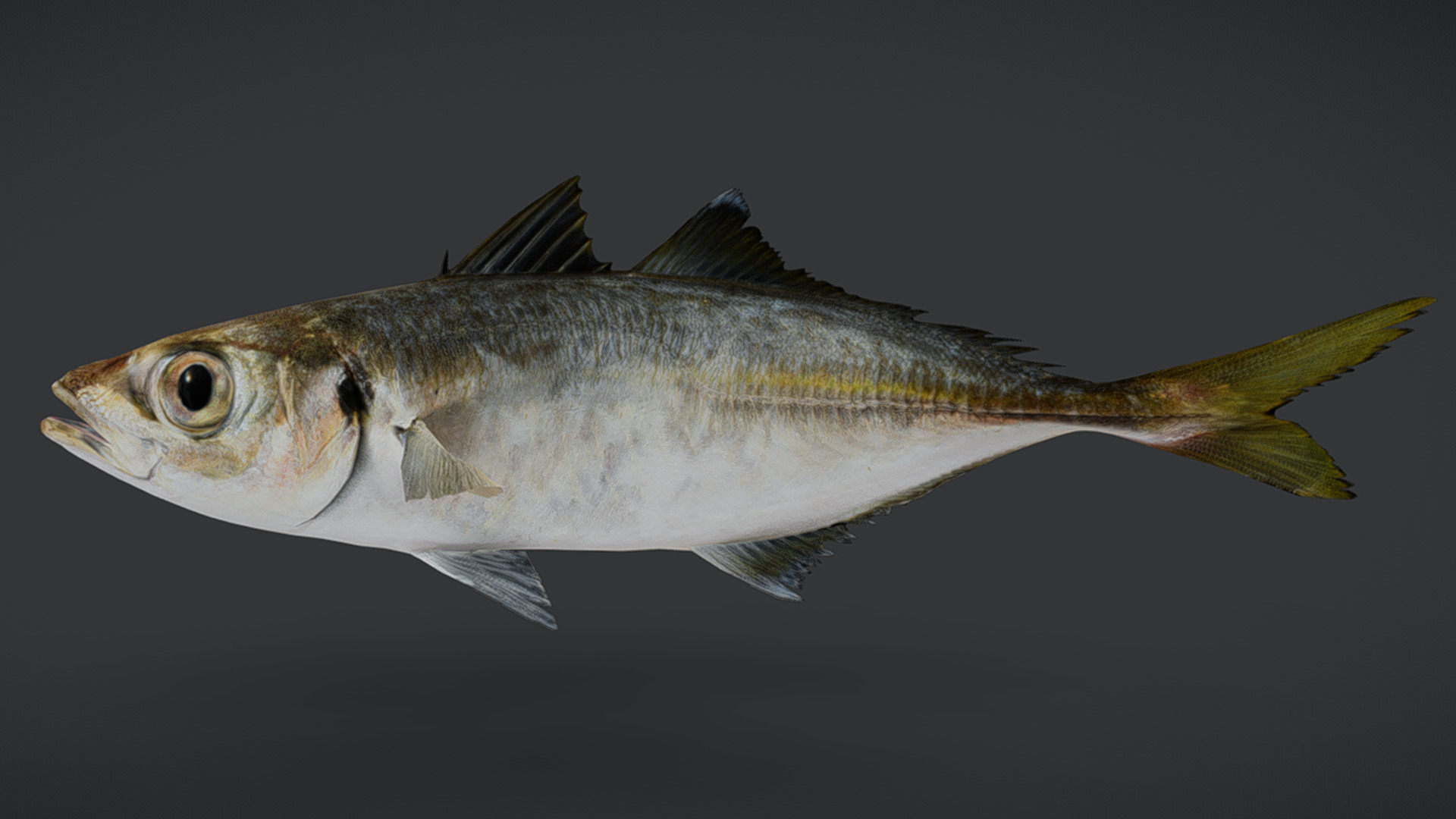 Jack Mackerel Animated 3D model_2