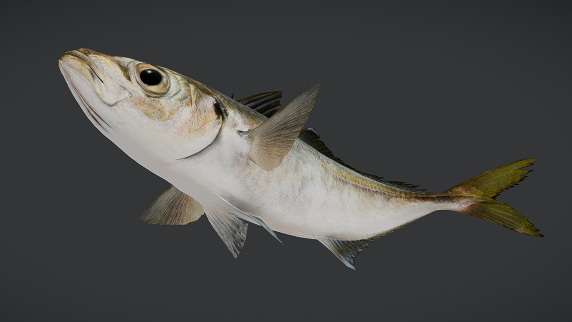 Jack Mackerel Animated 3D model_5