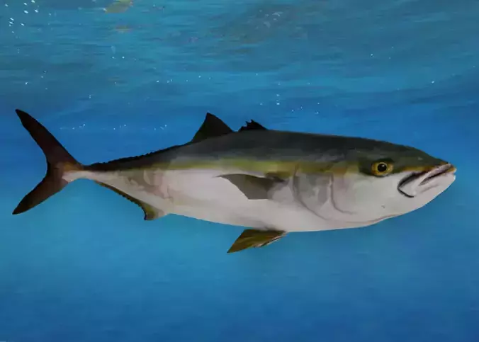 Yellowtail Amberjack Animated