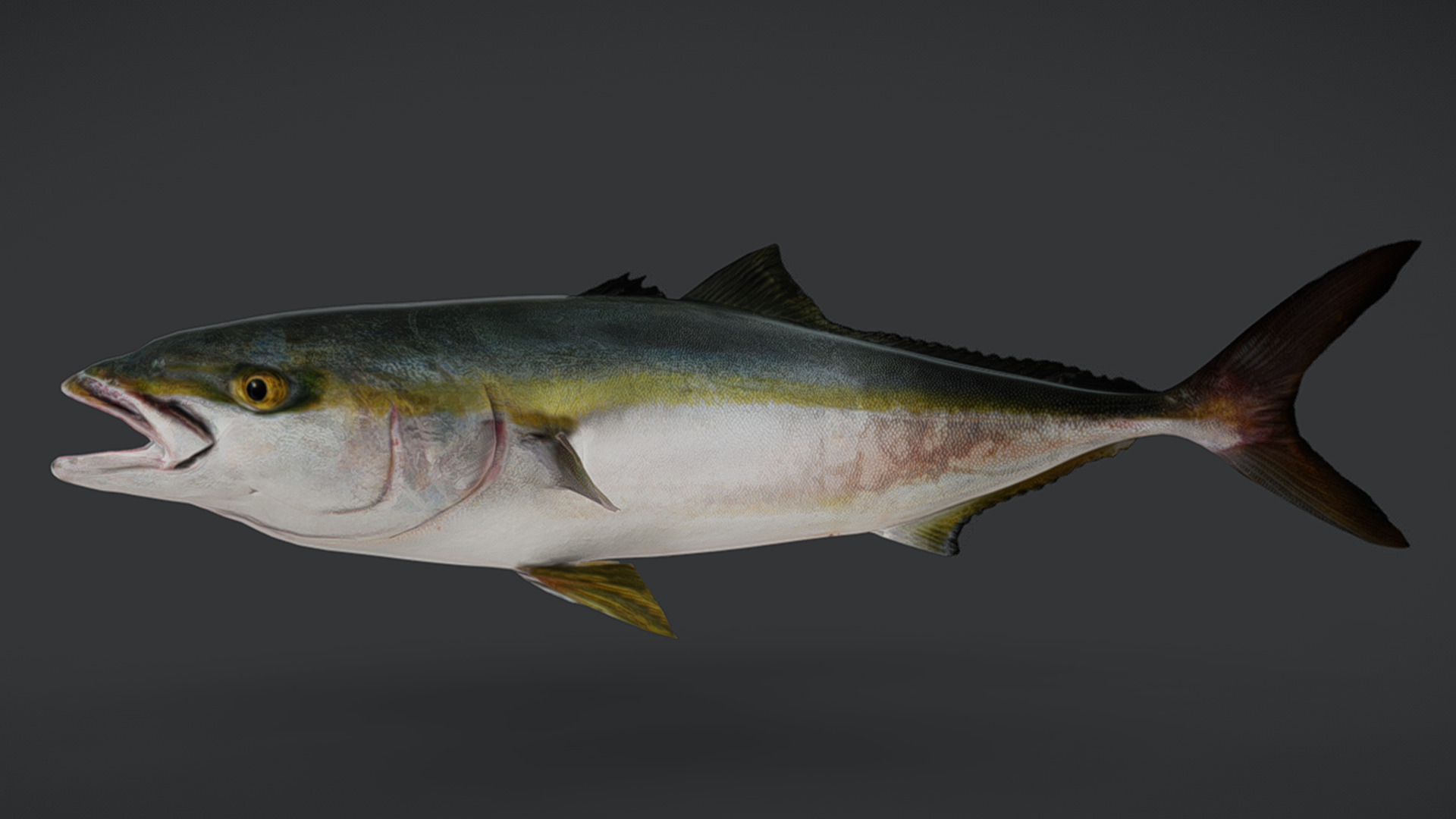Yellowtail Amberjack Animated 3D model_10