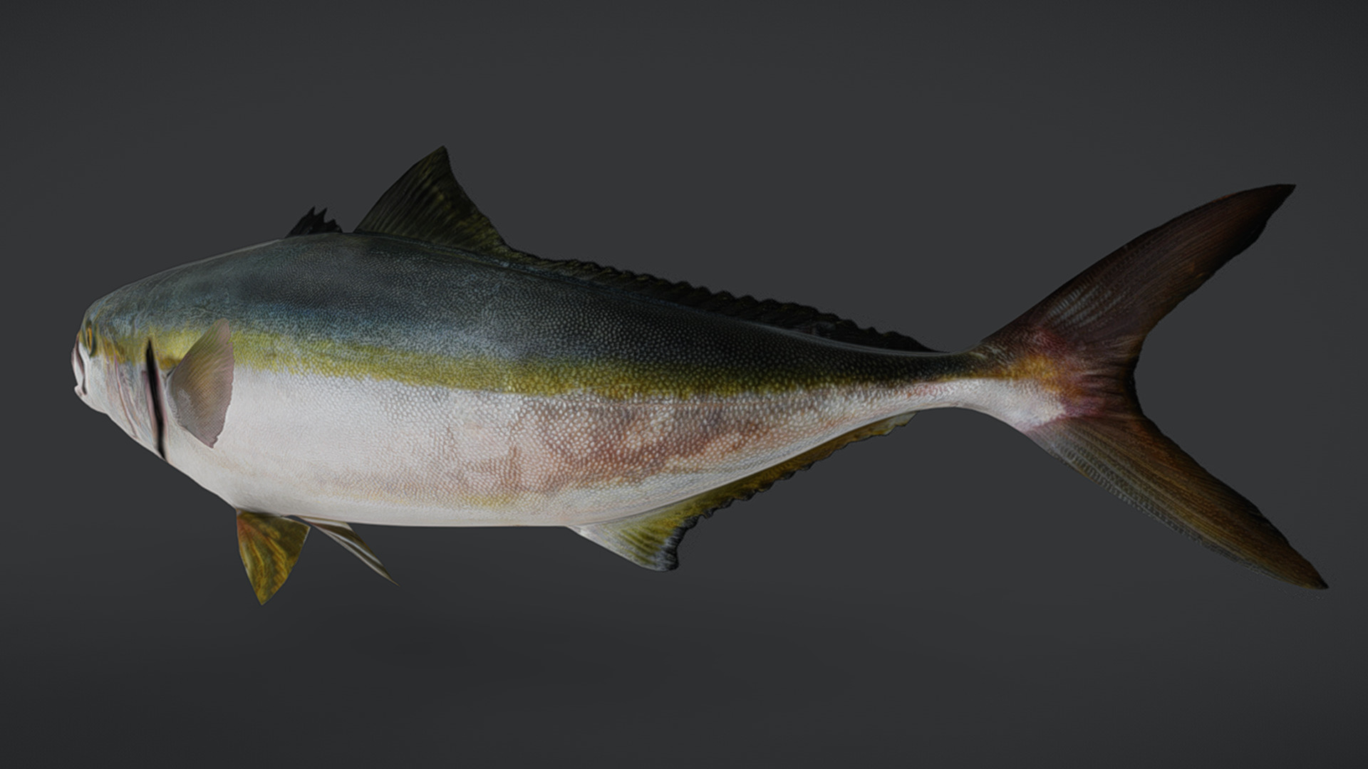 Yellowtail Amberjack Animated 3D model_3