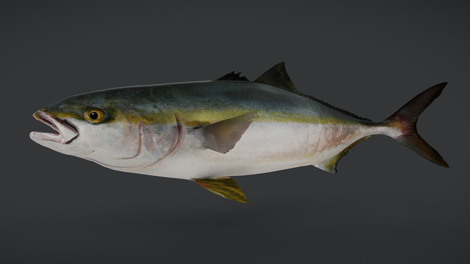 Yellowtail Amberjack Animated 3D model_9