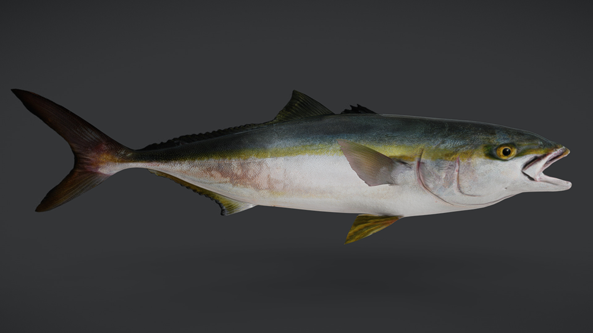 Yellowtail Amberjack Animated 3D model_5