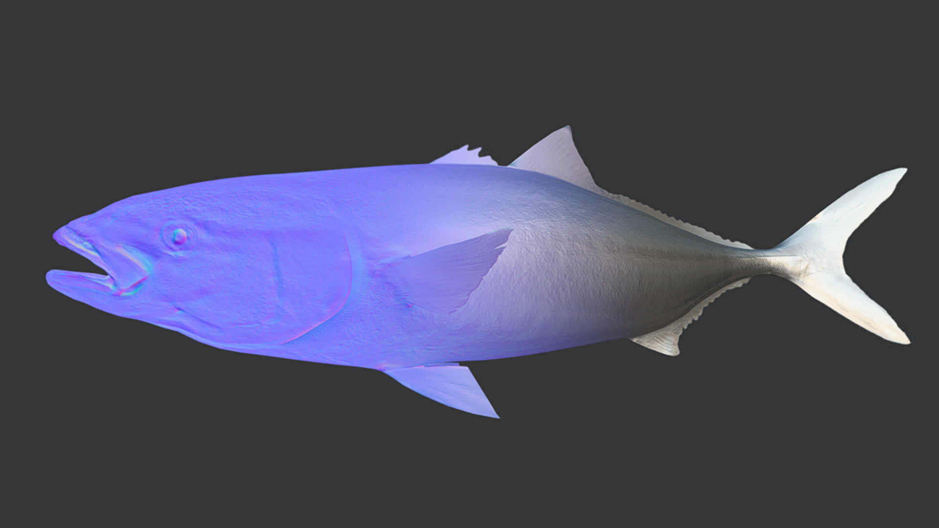 Yellowtail Amberjack Animated 3D model_7