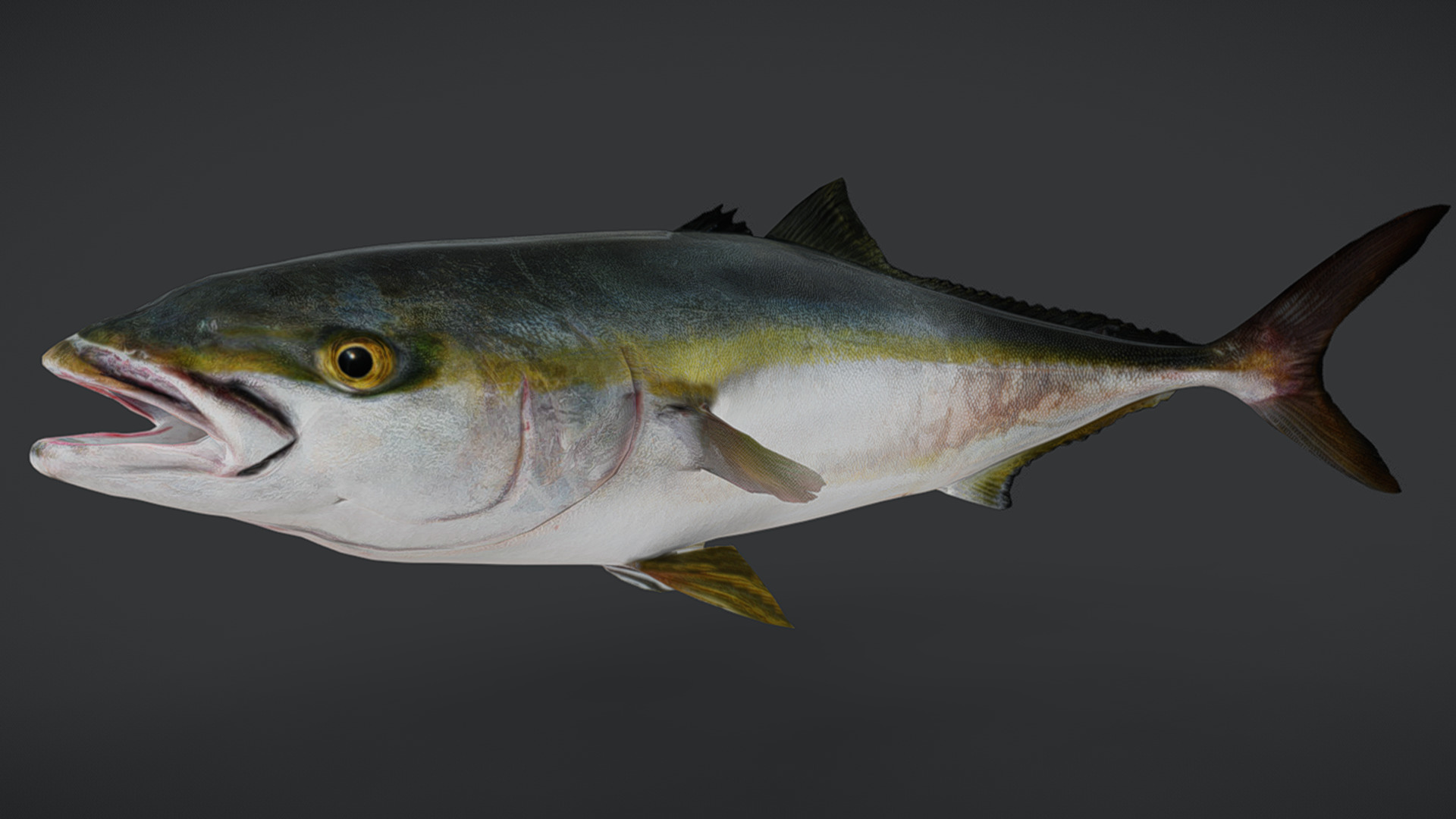 Yellowtail Amberjack Animated 3D model_12