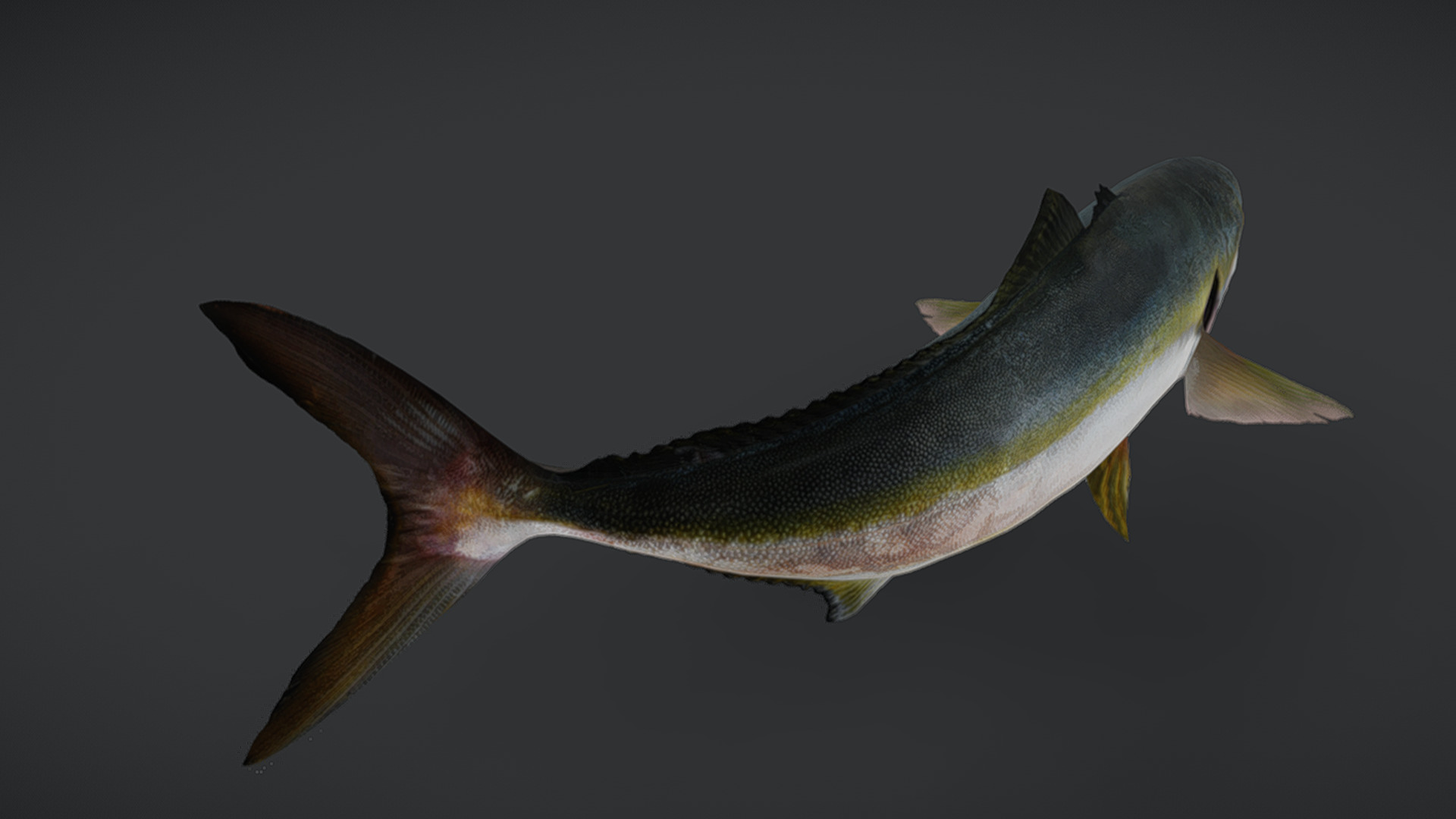 Yellowtail Amberjack Animated 3D model_4