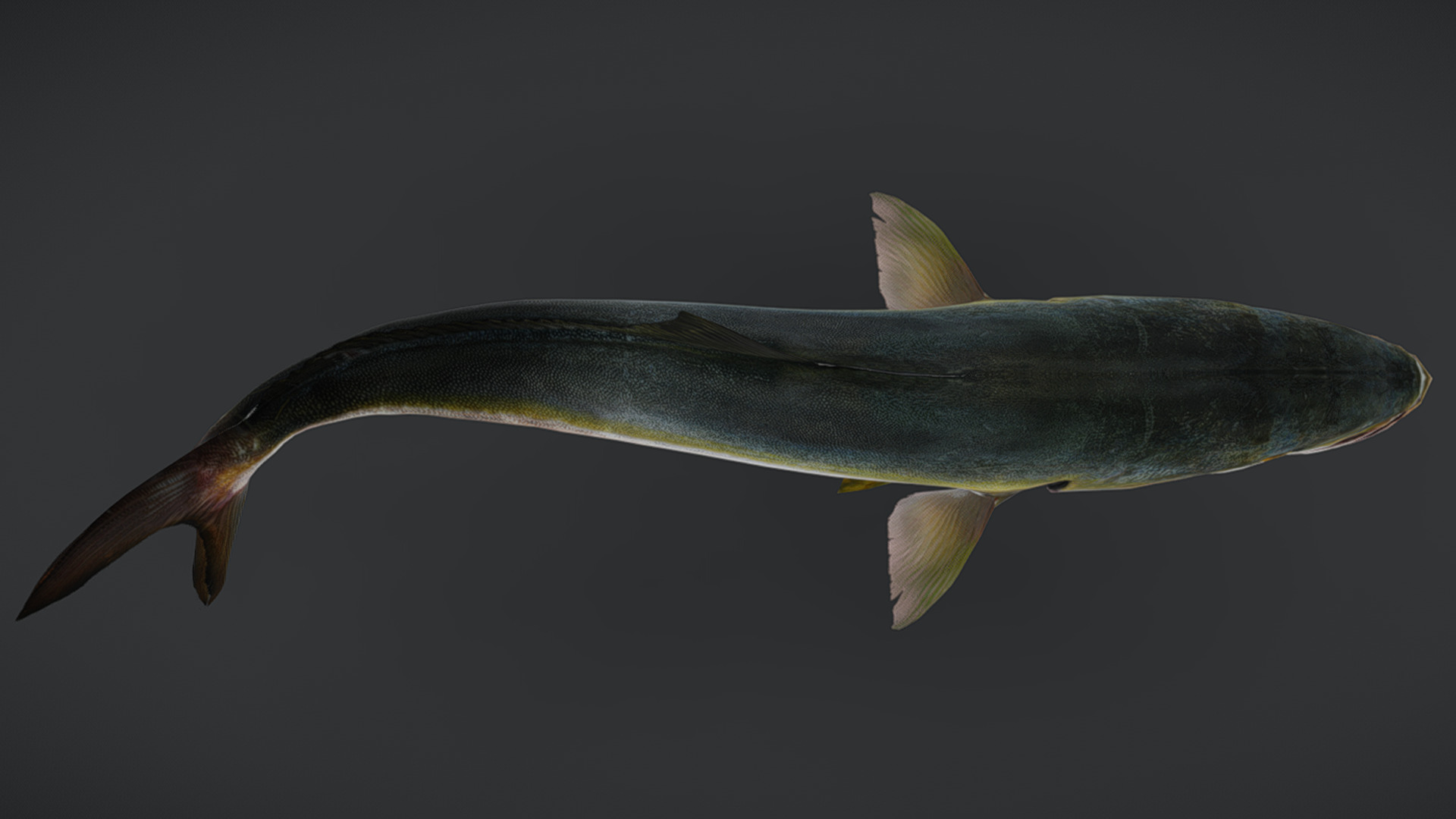 Yellowtail Amberjack Animated 3D model_6