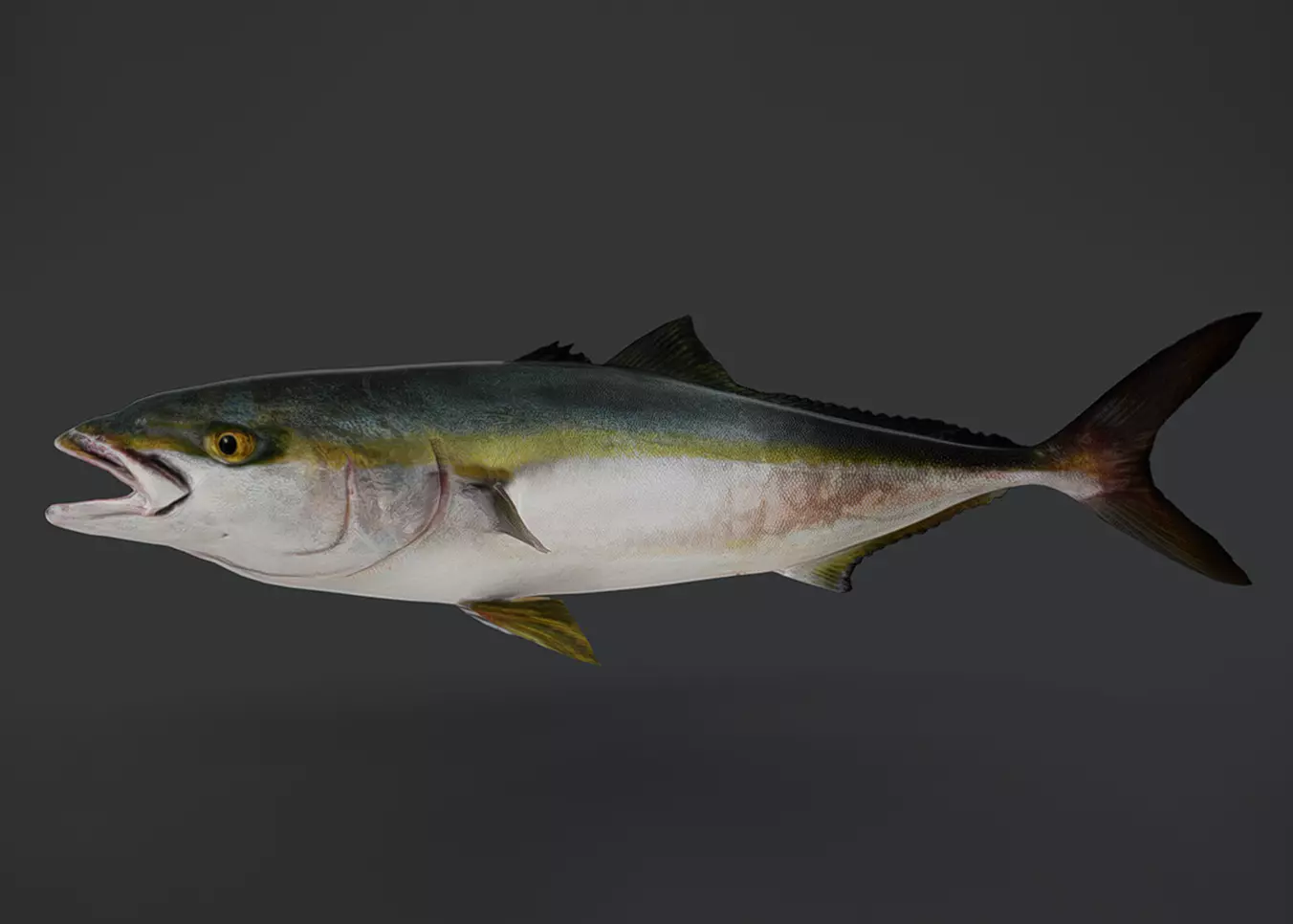 Yellowtail Amberjack Animated 3D model_2