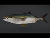 Yellowtail Amberjack Animated 3D model_1