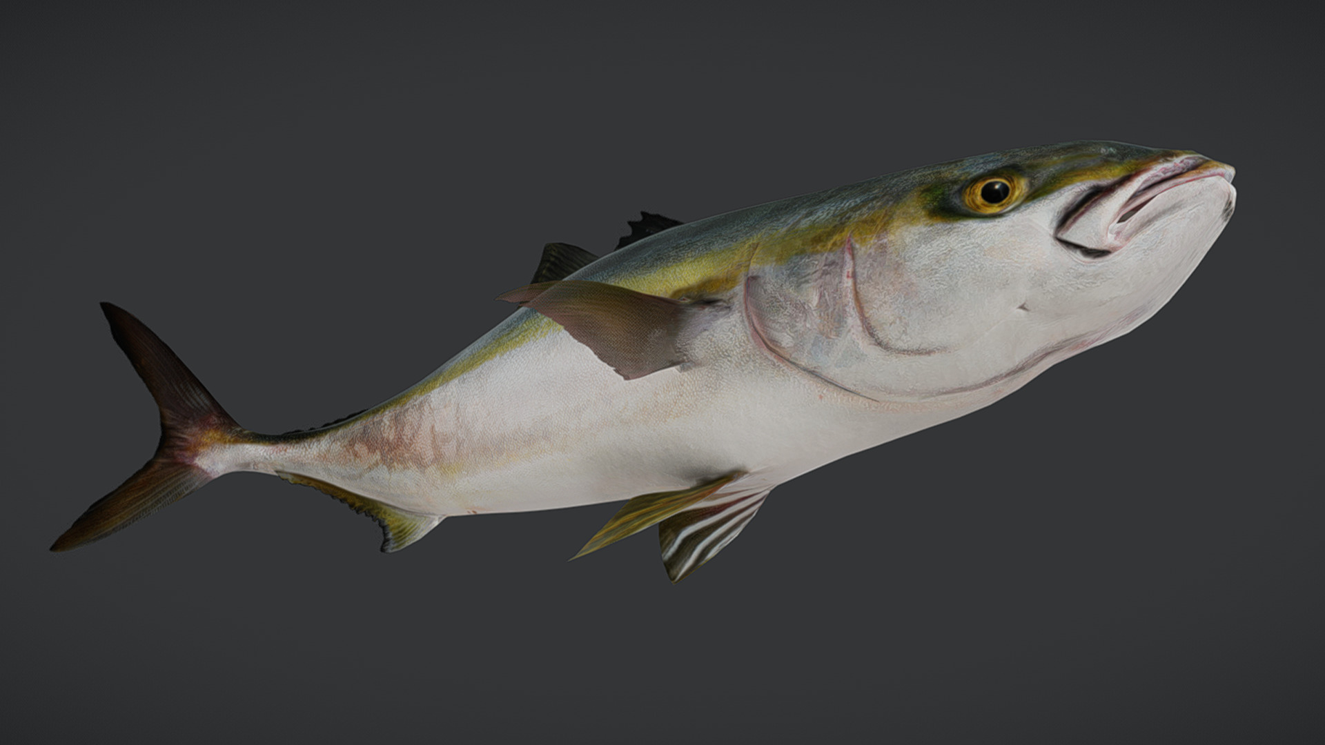 Yellowtail Amberjack Animated 3D model_11