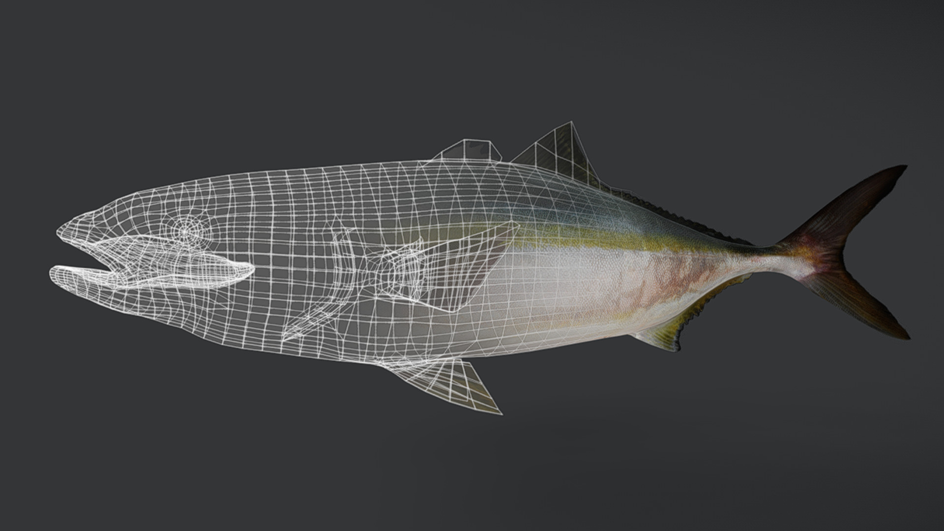 Yellowtail Amberjack Animated 3D model_8