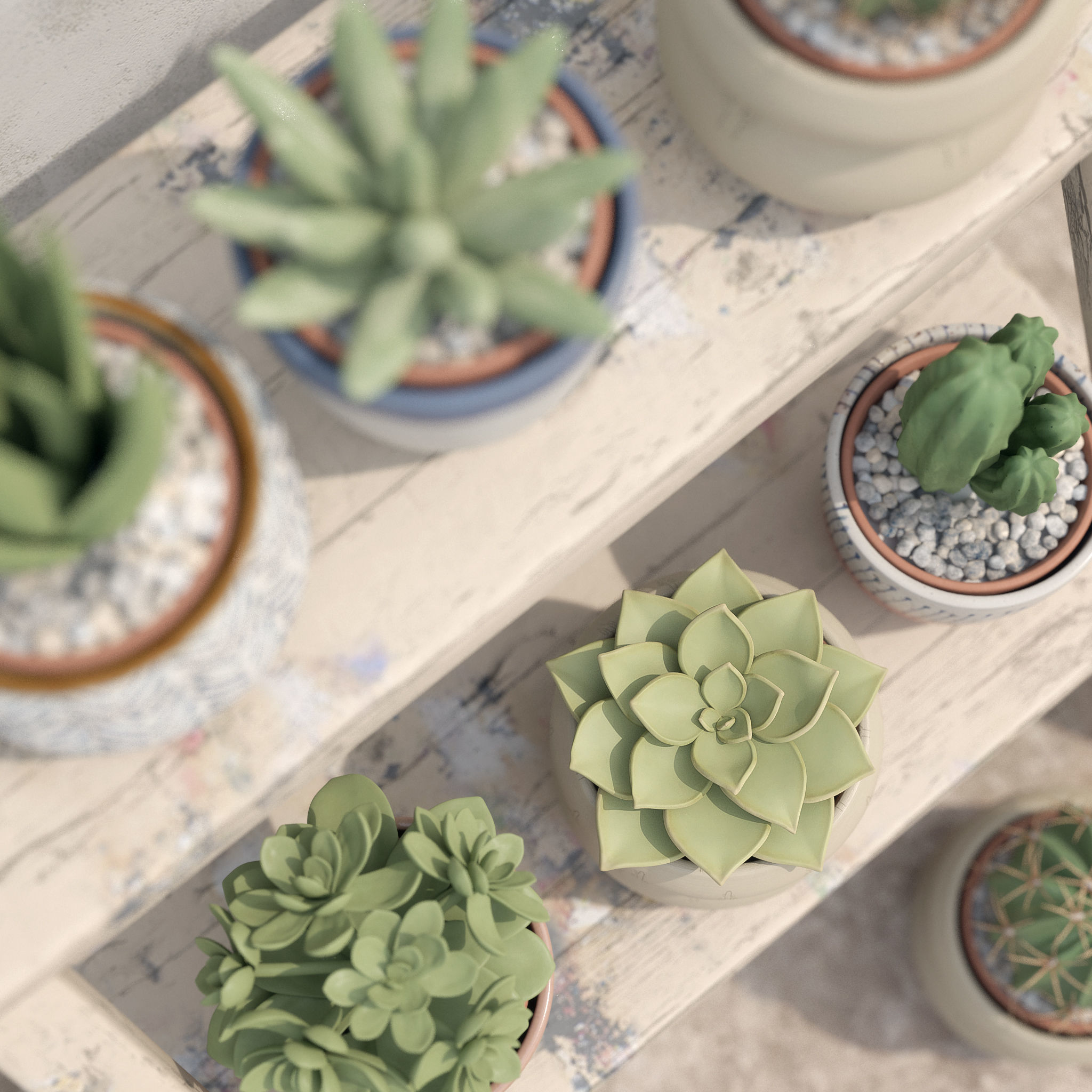 Collection Of Potted Cactus Plants 3D model_12