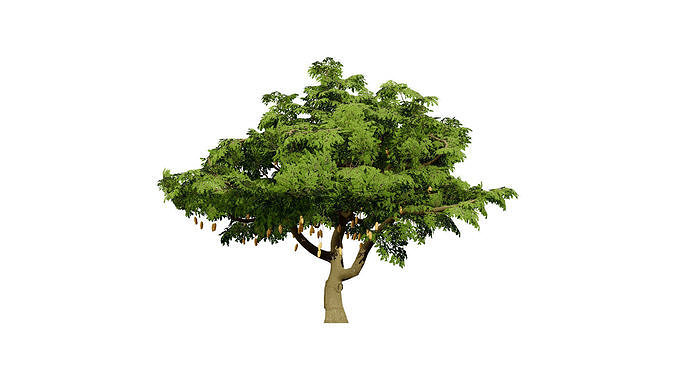 South African Sausage Trees 3D Model Pack Low-poly 3D model