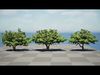 South African Sausage Trees 3D Model Pack Low-poly 3D model_1