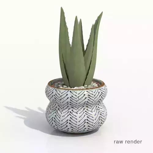 Aloe Vera Potted Cactus Plant