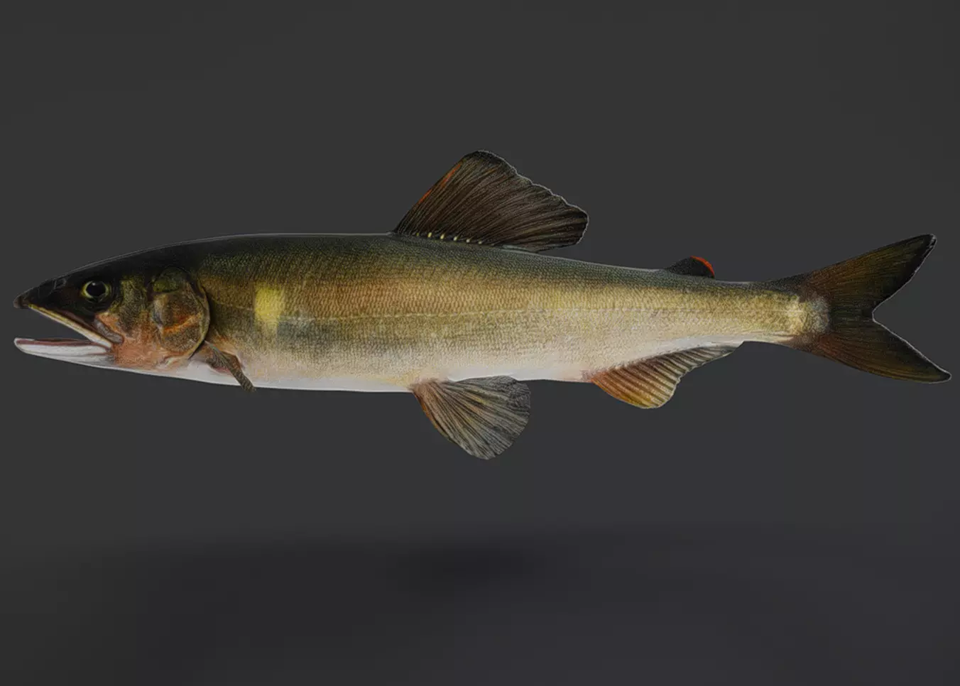 Ayu Sweetfish Animated 3D model_0