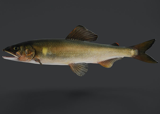 Ayu Sweetfish Animated 3D model