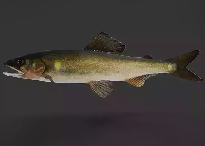 Ayu Sweetfish Animated 3D model