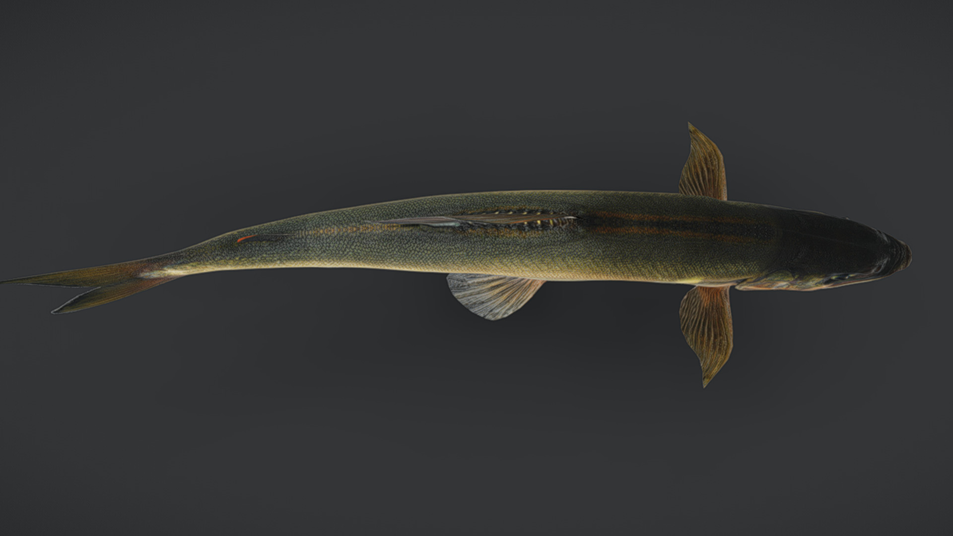 Ayu Sweetfish Animated 3D model_4