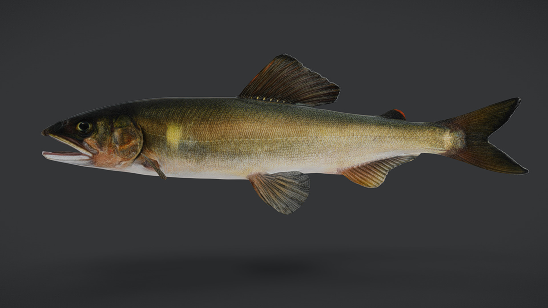 Ayu Sweetfish Animated 3D model_8