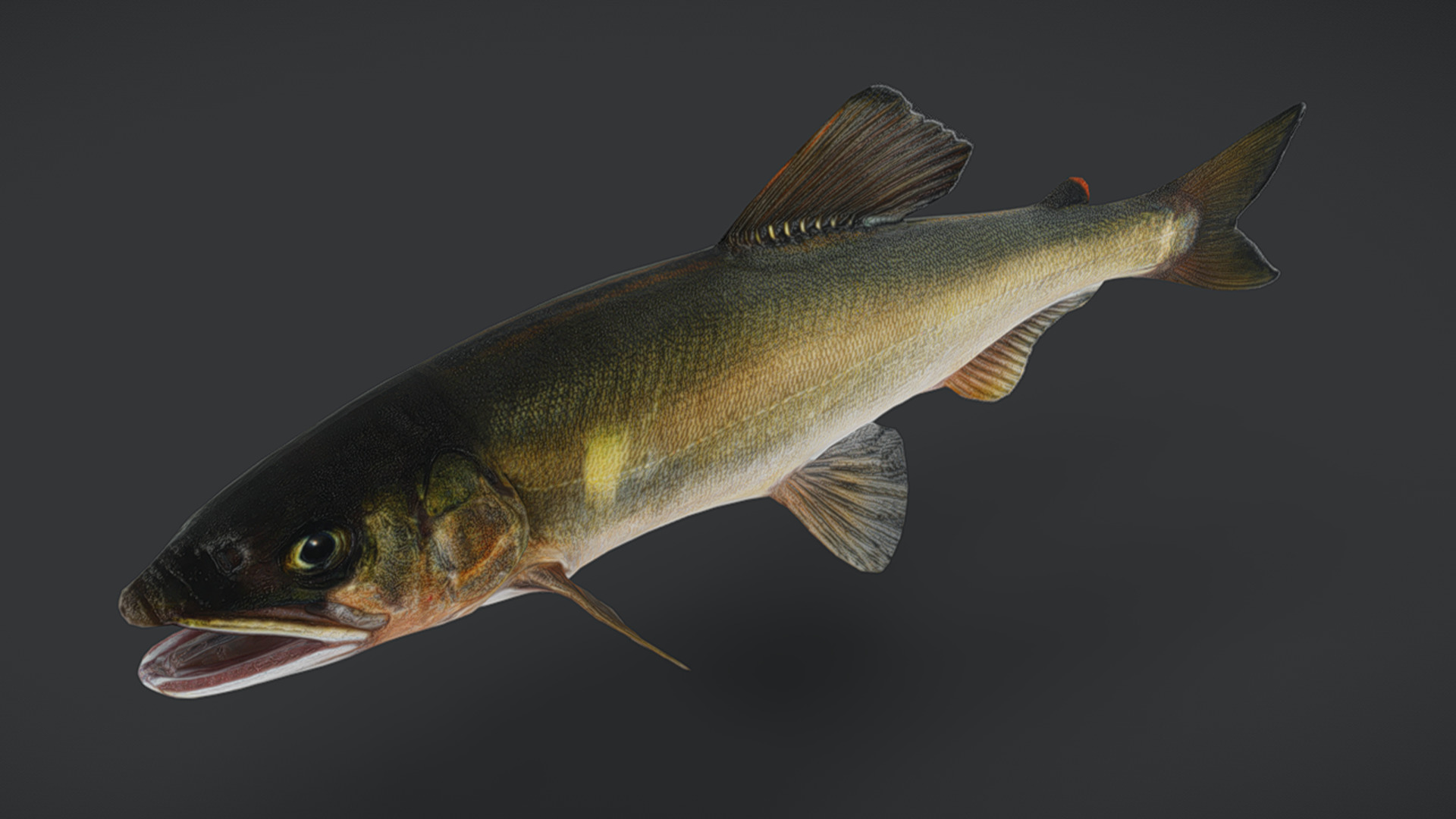 Ayu Sweetfish Animated 3D model_11