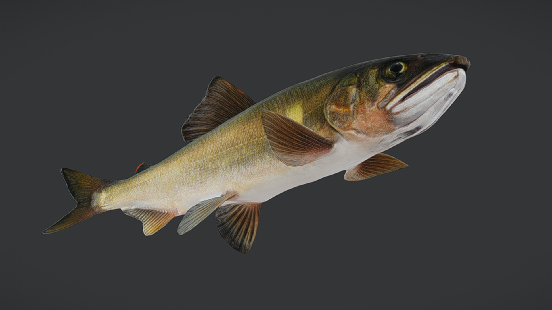 Ayu Sweetfish Animated 3D model_3