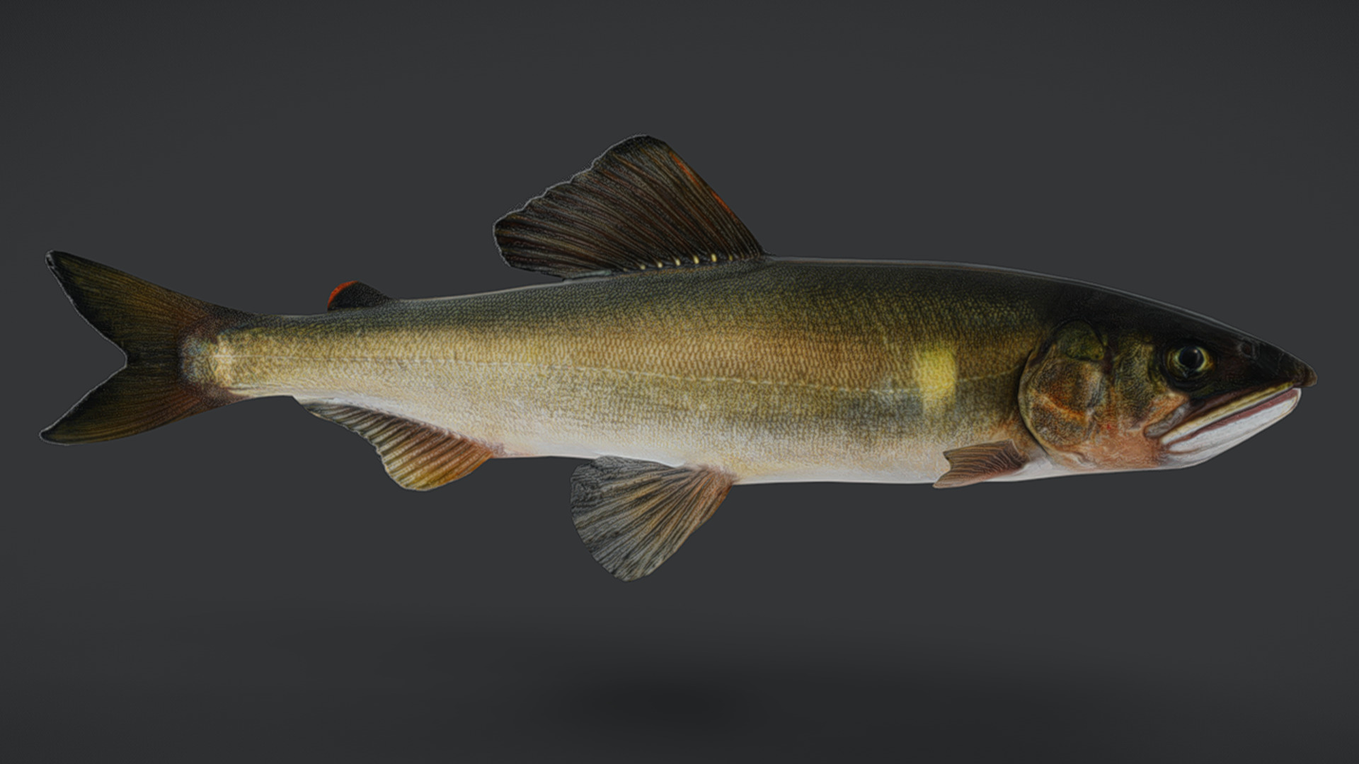 Ayu Sweetfish Animated 3D model_2