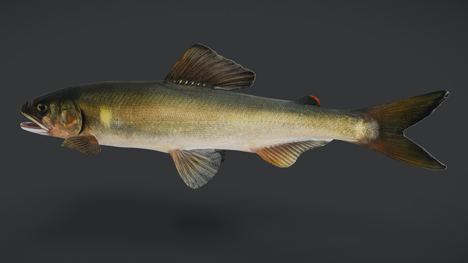 Ayu Sweetfish Animated 3D model_9