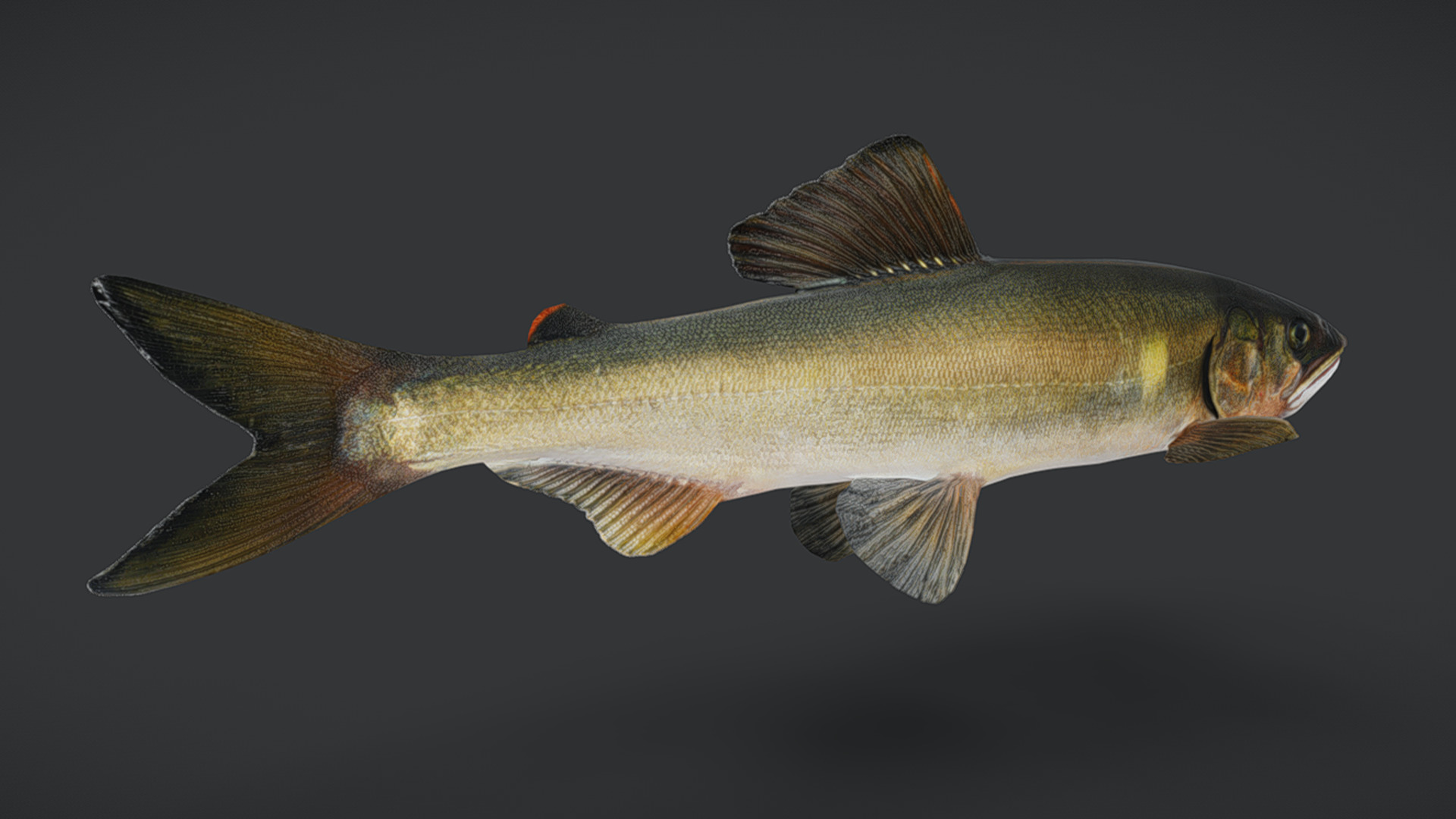 Ayu Sweetfish Animated 3D model_5