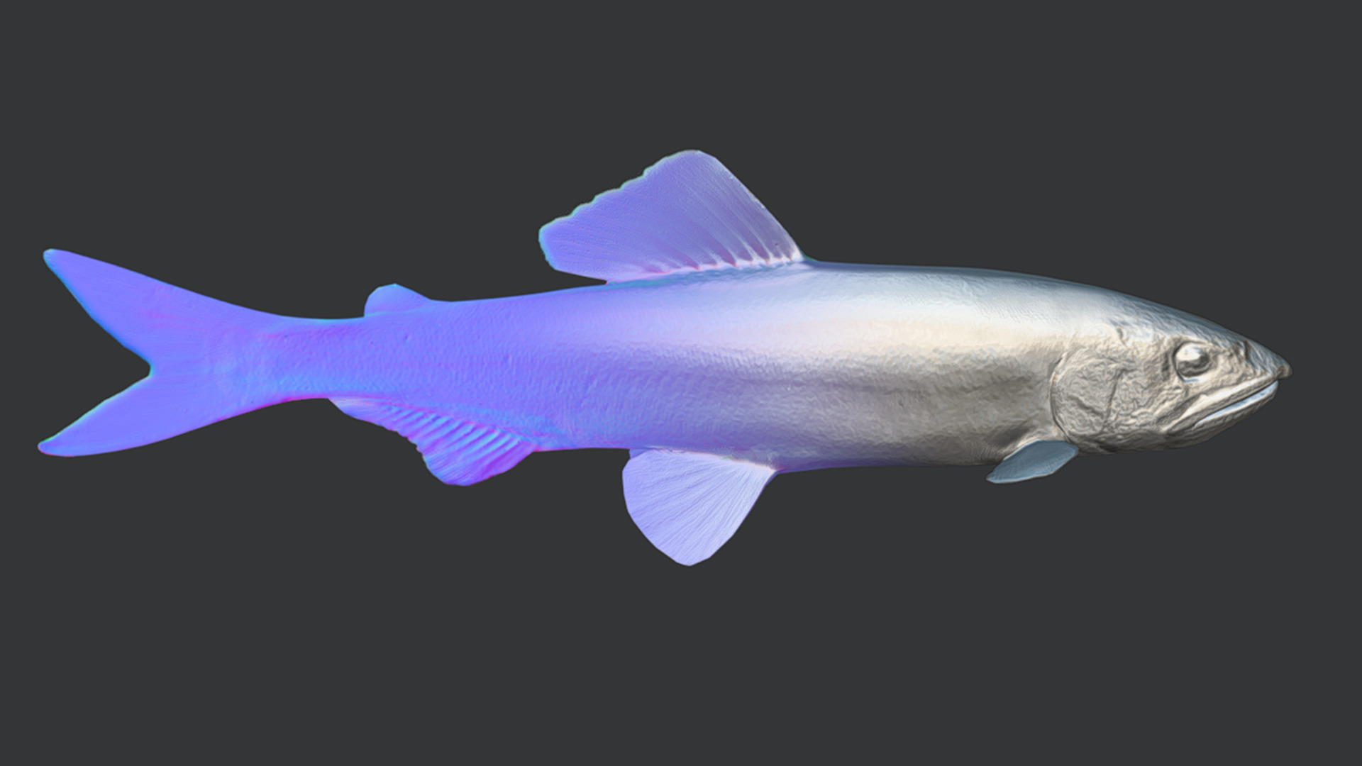 Ayu Sweetfish Animated 3D model_7