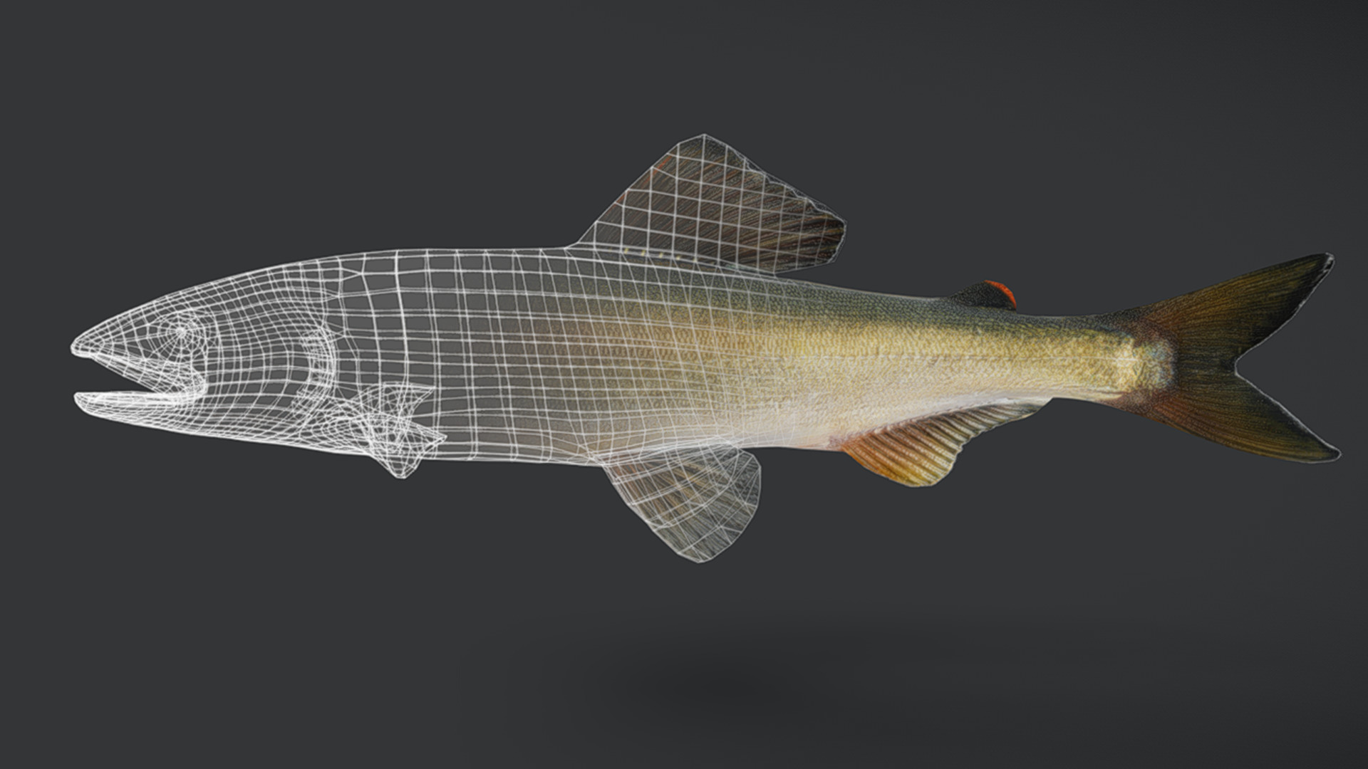 Ayu Sweetfish Animated 3D model_6