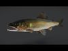 Ayu Sweetfish Animated 3D model_1