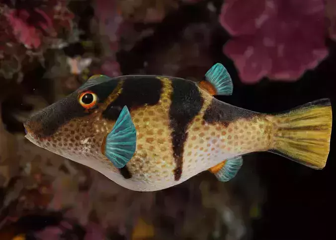 Valentin Sharpnose Puffer Animated
