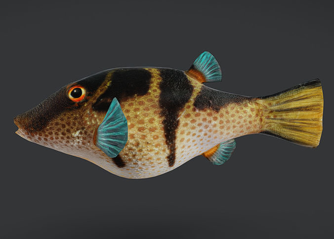 Valentin Sharpnose Puffer Animated 3D model