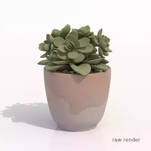 Crassulaceae Potted Cactus Plant