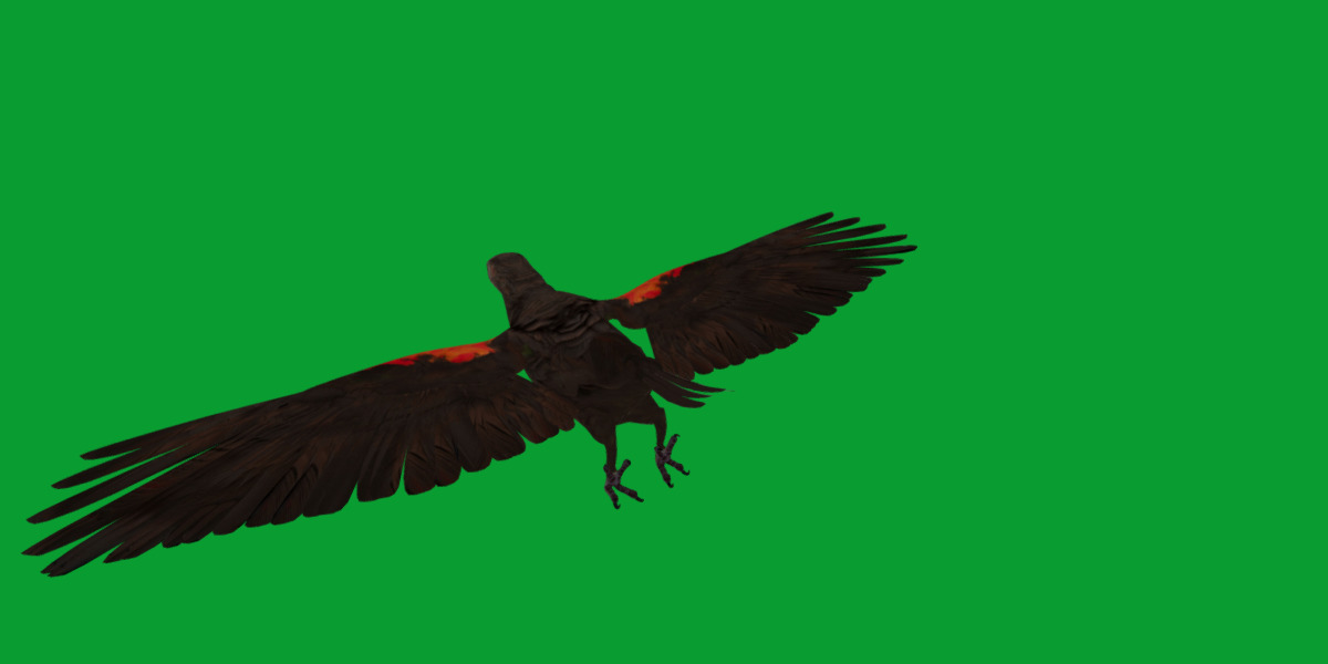 Pesquet Dracula Parrot Bird Low-poly 3D model_30